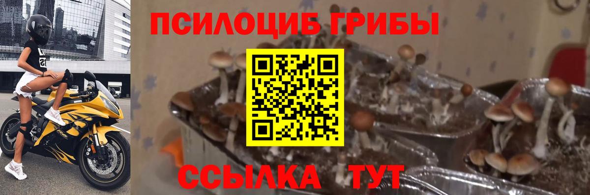 Слободской  Галлюциногенные грибы GOLDEN TEACHER  Вход с VPN 